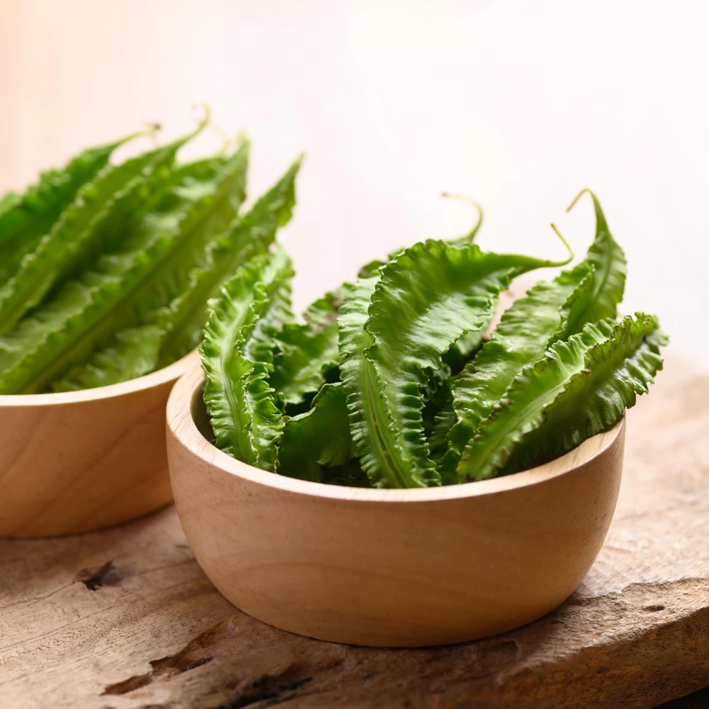 Winged Bean Seeds - 10 Count Pack - Fast Growing Tropical Vegetable - Image 10