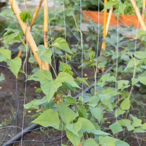 Winged Bean Seeds - 10 Count Pack - Fast Growing Tropical Vegetable - Image 13