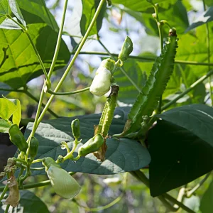 Winged Bean Seeds - 10 Count Pack - Fast Growing Tropical Vegetable - Image 15