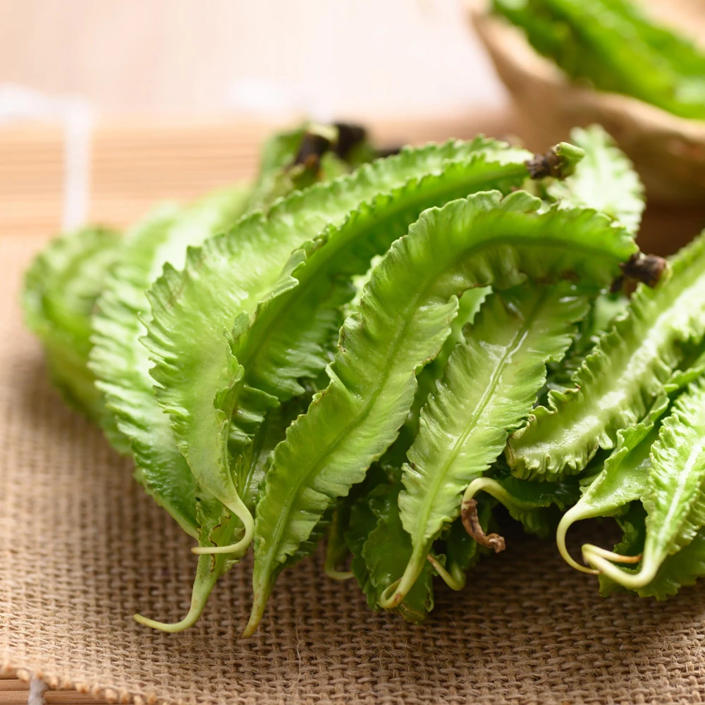 Winged Bean Seeds - 10 Count Pack - Fast Growing Tropical Vegetable - Image 2
