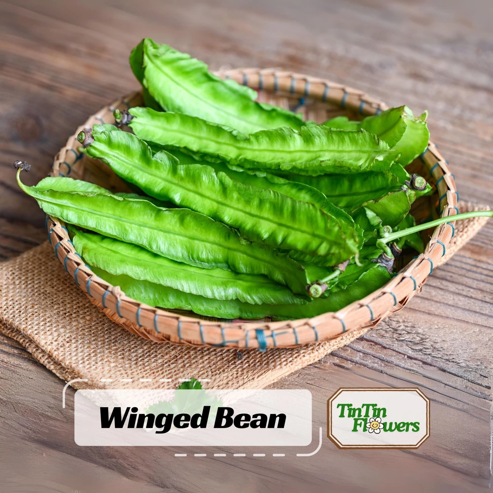 Winged Bean Seeds - 10 Count Pack - Fast Growing Tropical Vegetable - Image 1