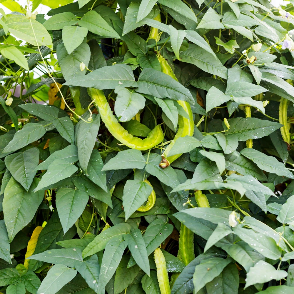 Winged Bean Seeds - 10 Count Pack - Fast Growing Tropical Vegetable - Image 3