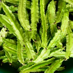 Winged Bean Seeds - 10 Count Pack - Fast Growing Tropical Vegetable - Image 5