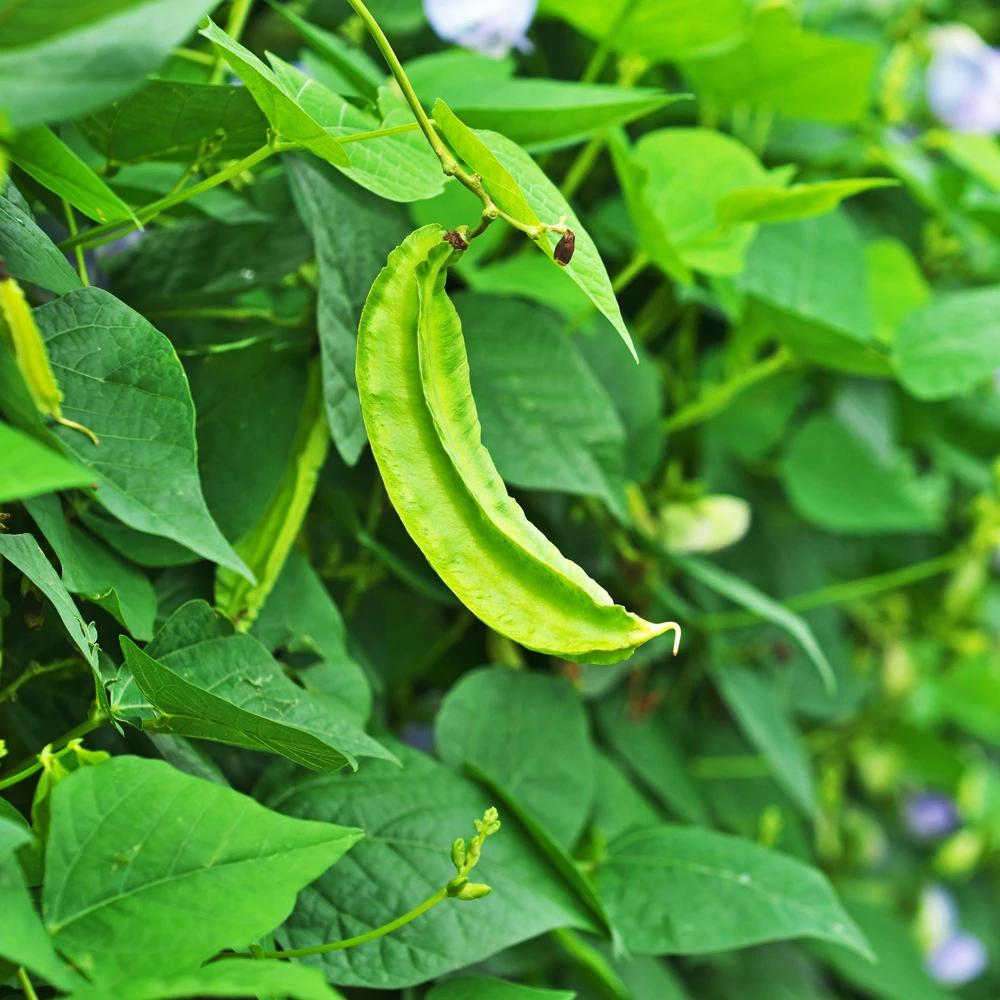 Winged Bean Seeds - 10 Count Pack - Fast Growing Tropical Vegetable - Image 6