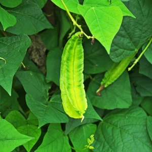 Winged Bean Seeds - 10 Count Pack - Fast Growing Tropical Vegetable - Image 8