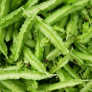Winged Bean Seeds - 10 Count Pack - Fast Growing Tropical Vegetable - Image 9