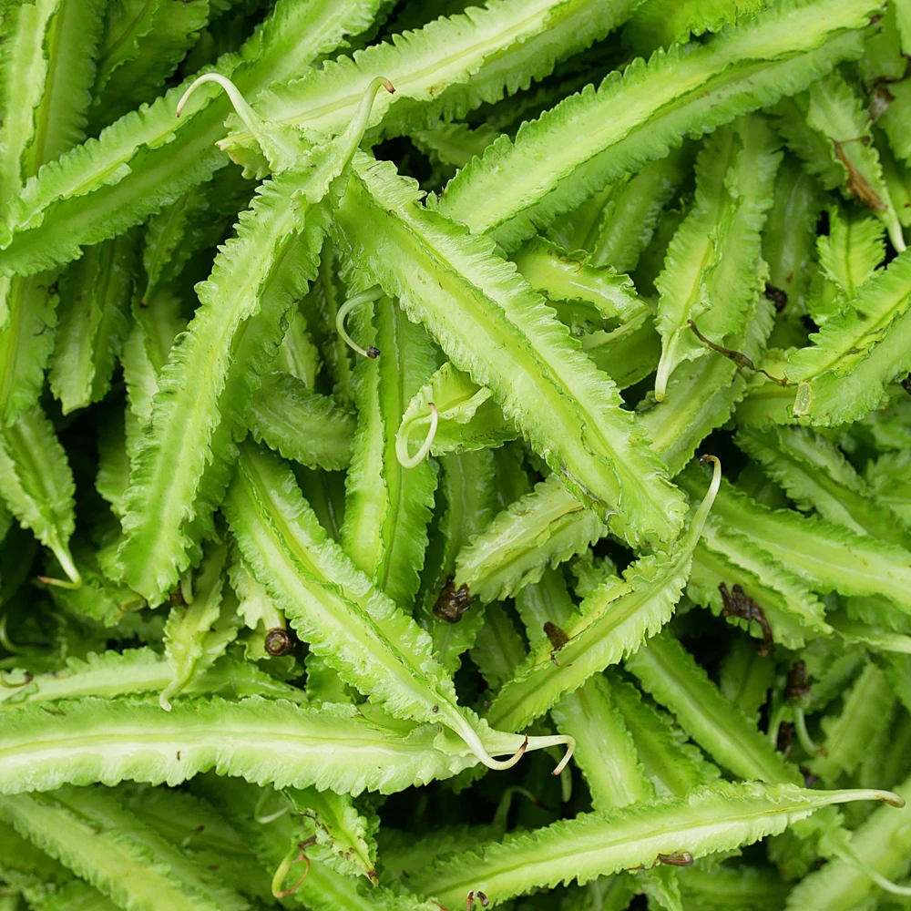Winged Bean Seeds - 10 Count Pack - Fast Growing Tropical Vegetable - Image 9