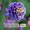 Winky Double Dark Blue White Columbine Seeds - Aquilegia Vulgaris - 25 Seeds - Image 1