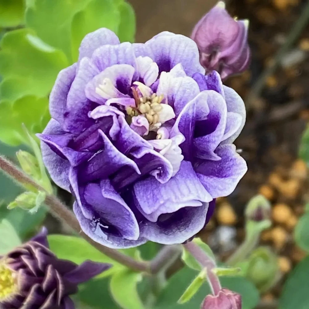 Winky Double Dark Blue White Columbine Seeds - Aquilegia Vulgaris - 25 Seeds - Image 10