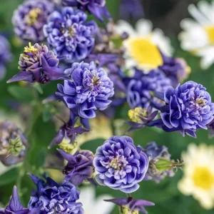 Winky Double Dark Blue White Columbine Seeds - Aquilegia Vulgaris - 25 Seeds - Image 11