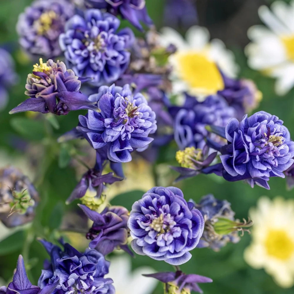 Winky Double Dark Blue White Columbine Seeds - Aquilegia Vulgaris - 25 Seeds - Image 11