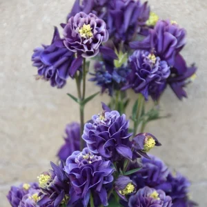 Winky Double Dark Blue White Columbine Seeds - Aquilegia Vulgaris - 25 Seeds - Image 12