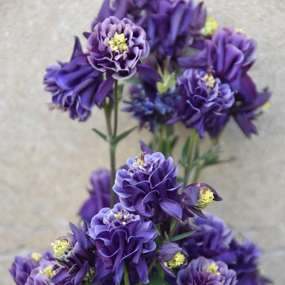 Winky Double Dark Blue White Columbine Seeds - Aquilegia Vulgaris - 25 Seeds - Image 12