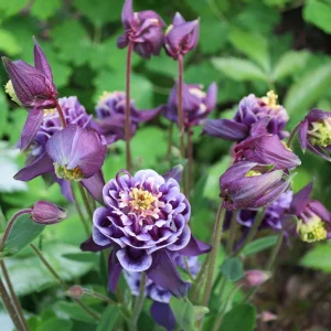 Winky Double Dark Blue White Columbine Seeds - Aquilegia Vulgaris - 25 Seeds - Image 13