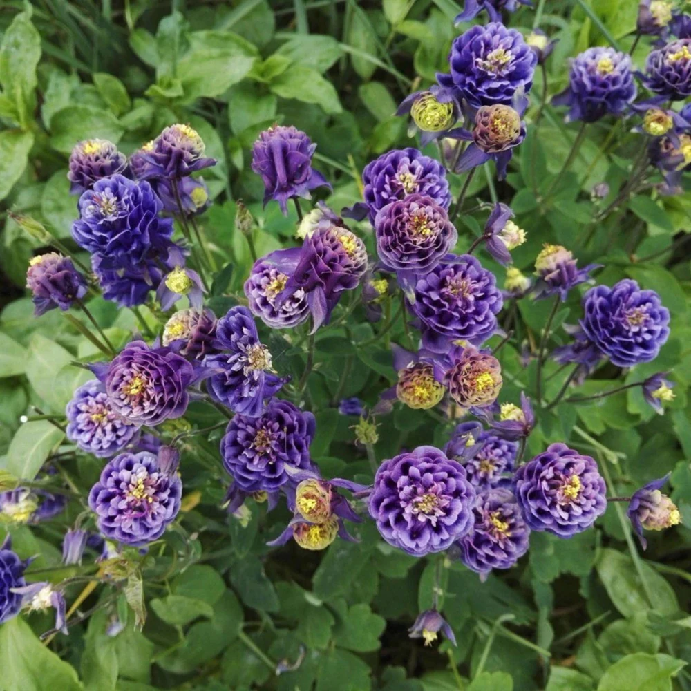 Winky Double Dark Blue White Columbine Seeds - Aquilegia Vulgaris - 25 Seeds - Image 14