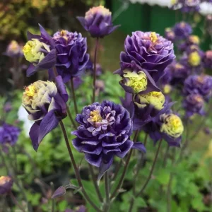 Winky Double Dark Blue White Columbine Seeds - Aquilegia Vulgaris - 25 Seeds - Image 15