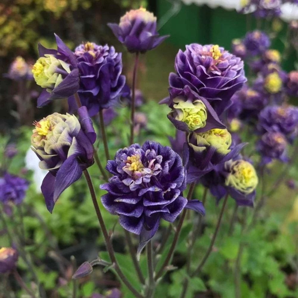 Winky Double Dark Blue White Columbine Seeds - Aquilegia Vulgaris - 25 Seeds - Image 15
