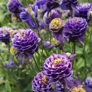 Winky Double Dark Blue White Columbine Seeds - Aquilegia Vulgaris - 25 Seeds - Image 16