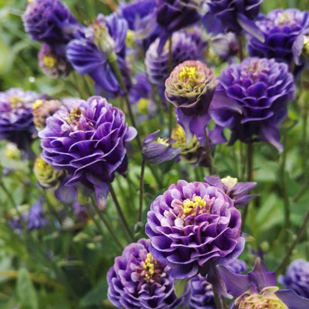 Winky Double Dark Blue White Columbine Seeds - Aquilegia Vulgaris - 25 Seeds - Image 16