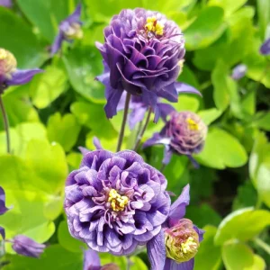 Winky Double Dark Blue White Columbine Seeds - Aquilegia Vulgaris - 25 Seeds - Image 17