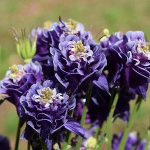 Winky Double Dark Blue White Columbine Seeds - Aquilegia Vulgaris - 25 Seeds - Image 18