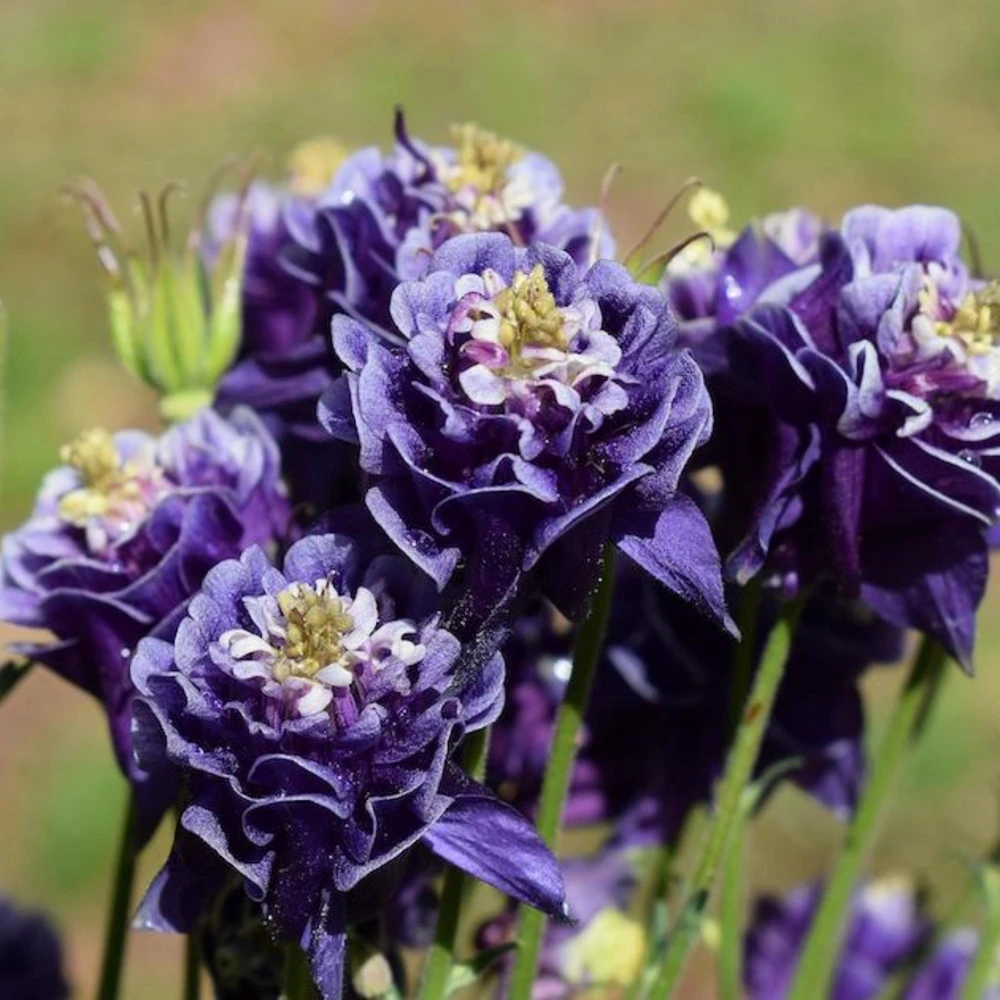 Winky Double Dark Blue White Columbine Seeds - Aquilegia Vulgaris - 25 Seeds - Image 18