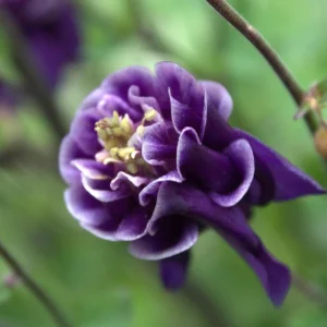 Winky Double Dark Blue White Columbine Seeds - Aquilegia Vulgaris - 25 Seeds - Image 2