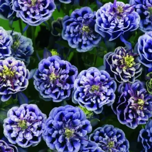 Winky Double Dark Blue White Columbine Seeds - Aquilegia Vulgaris - 25 Seeds - Image 3