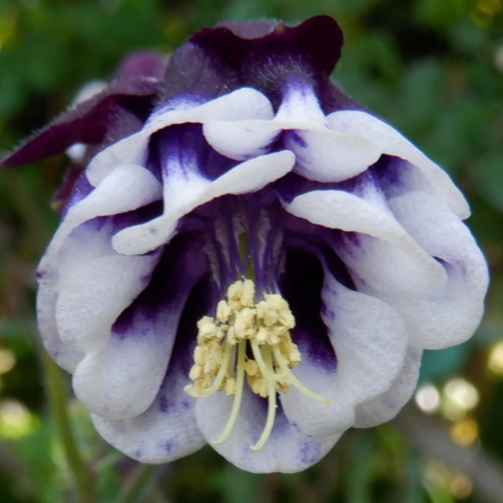 Winky Double Dark Blue White Columbine Seeds - Aquilegia Vulgaris - 25 Seeds - Image 4