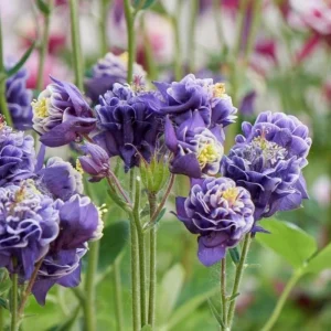 Winky Double Dark Blue White Columbine Seeds - Aquilegia Vulgaris - 25 Seeds - Image 5