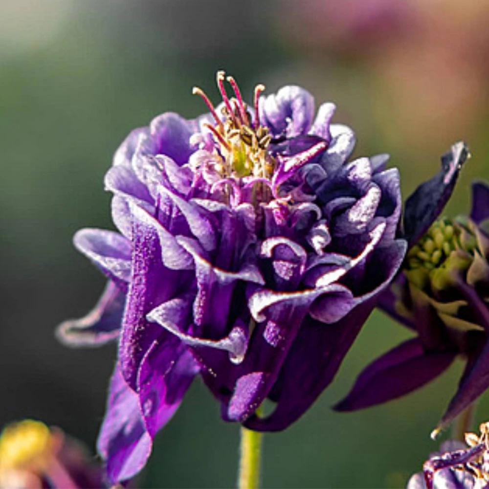 Winky Double Dark Blue White Columbine Seeds - Aquilegia Vulgaris - 25 Seeds - Image 6