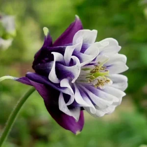 Winky Double Dark Blue White Columbine Seeds - Aquilegia Vulgaris - 25 Seeds - Image 7