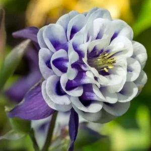 Winky Double Dark Blue White Columbine Seeds - Aquilegia Vulgaris - 25 Seeds - Image 8