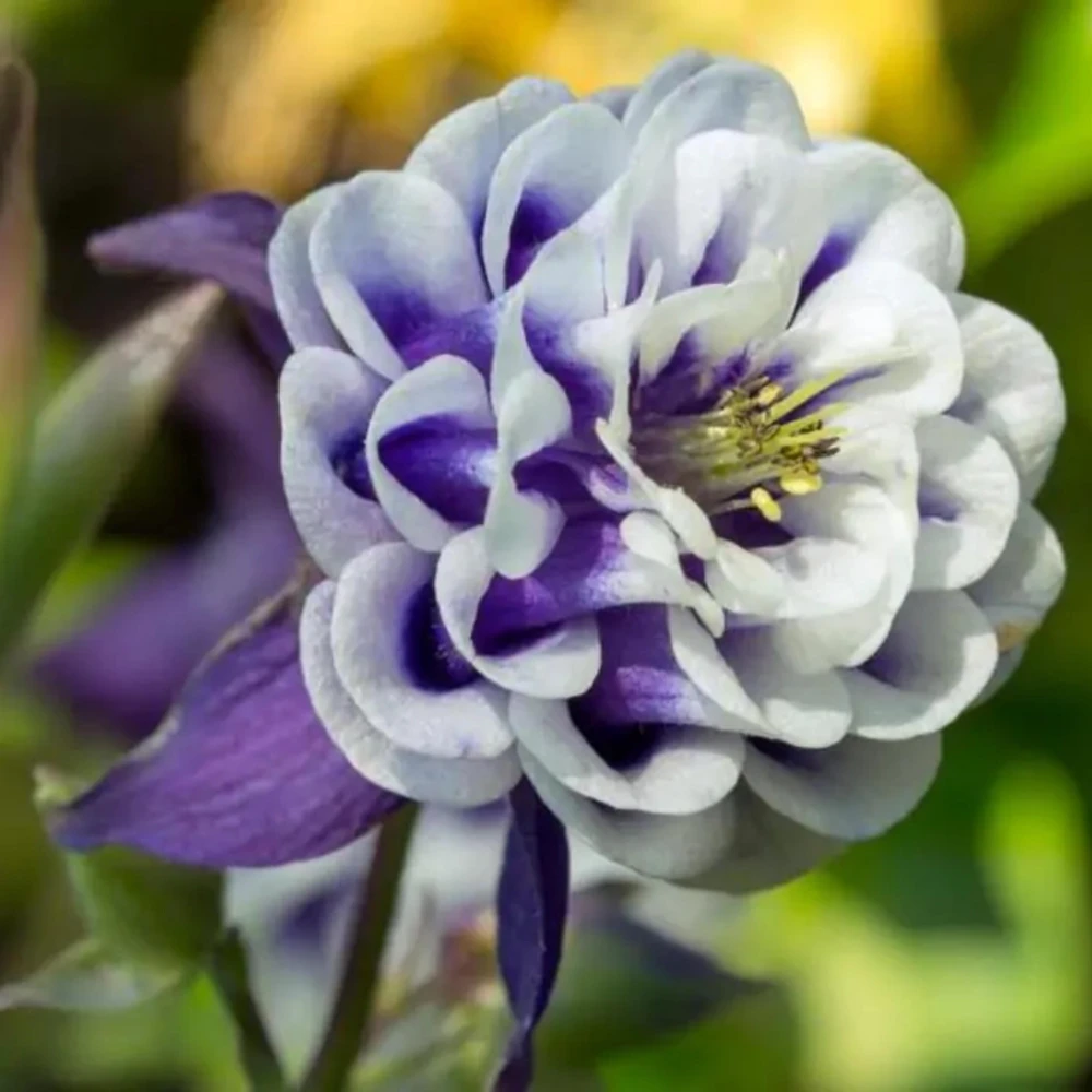Winky Double Dark Blue White Columbine Seeds - Aquilegia Vulgaris - 25 Seeds - Image 8