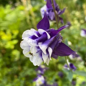 Winky Double Dark Blue White Columbine Seeds - Aquilegia Vulgaris - 25 Seeds - Image 9