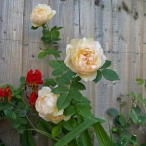 Wollerton Old Hall Rose Seeds - 30 Seeds - Fragrant English Shrub Rose - Apricot Cream Blooms - Outdoor - Image 10