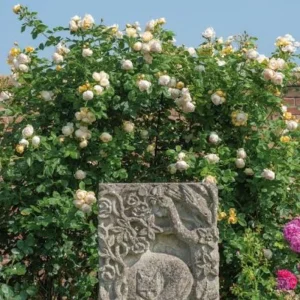 Wollerton Old Hall Rose Seeds - 30 Seeds - Fragrant English Shrub Rose - Apricot Cream Blooms - Outdoor - Image 2