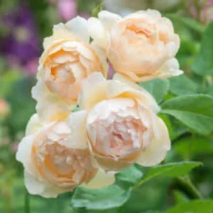 Wollerton Old Hall Rose Seeds - 30 Seeds - Fragrant English Shrub Rose - Apricot Cream Blooms - Outdoor - Image 3