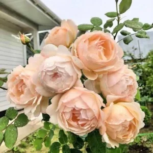 Wollerton Old Hall Rose Seeds - 30 Seeds - Fragrant English Shrub Rose - Apricot Cream Blooms - Outdoor - Image 4