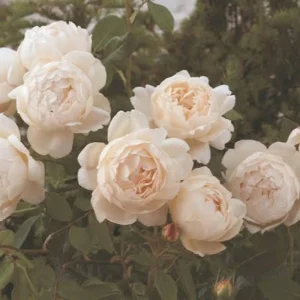 Wollerton Old Hall Rose Seeds - 30 Seeds - Fragrant English Shrub Rose - Apricot Cream Blooms - Outdoor - Image 5