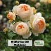 Wollerton Old Hall Rose Seeds - 30 Seeds - Fragrant English Shrub Rose - Apricot Cream Blooms - Outdoor - Image 1