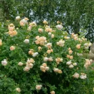 Wollerton Old Hall Rose Seeds - 30 Seeds - Fragrant English Shrub Rose - Apricot Cream Blooms - Outdoor - Image 6