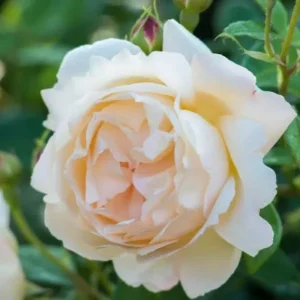 Wollerton Old Hall Rose Seeds - 30 Seeds - Fragrant English Shrub Rose - Apricot Cream Blooms - Outdoor - Image 7