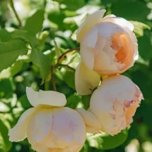 Wollerton Old Hall Rose Seeds - 30 Seeds - Fragrant English Shrub Rose - Apricot Cream Blooms - Outdoor - Image 8