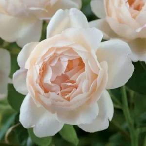 Wollerton Old Hall Rose Seeds - 30 Seeds - Fragrant English Shrub Rose - Apricot Cream Blooms - Outdoor - Image 9