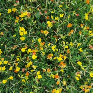 Yellow Bird's Foot Trefoil Seeds - Perennial Wildflower - 30 Seeds - Image 10