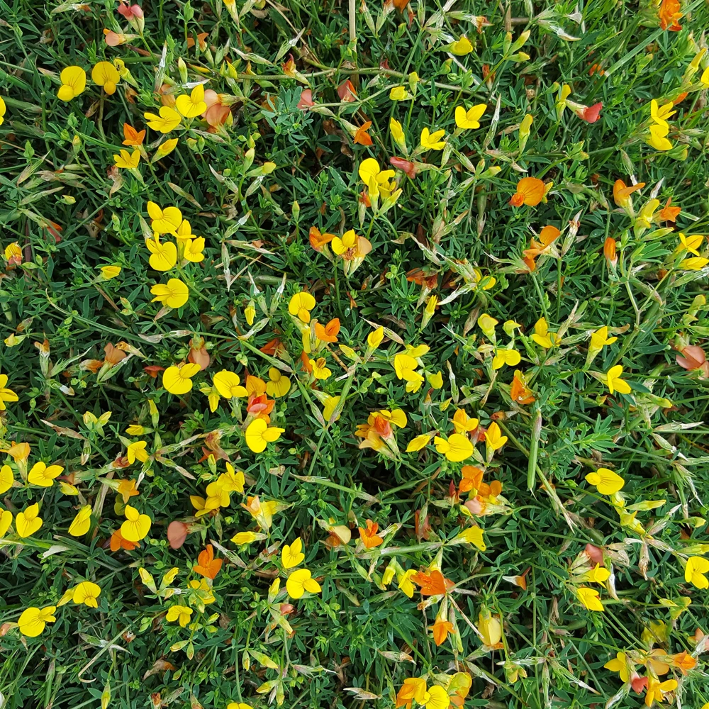 Yellow Bird's Foot Trefoil Seeds - Perennial Wildflower - 30 Seeds - Image 10