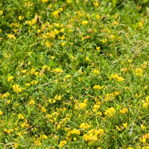 Yellow Bird's Foot Trefoil Seeds - Perennial Wildflower - 30 Seeds - Image 11