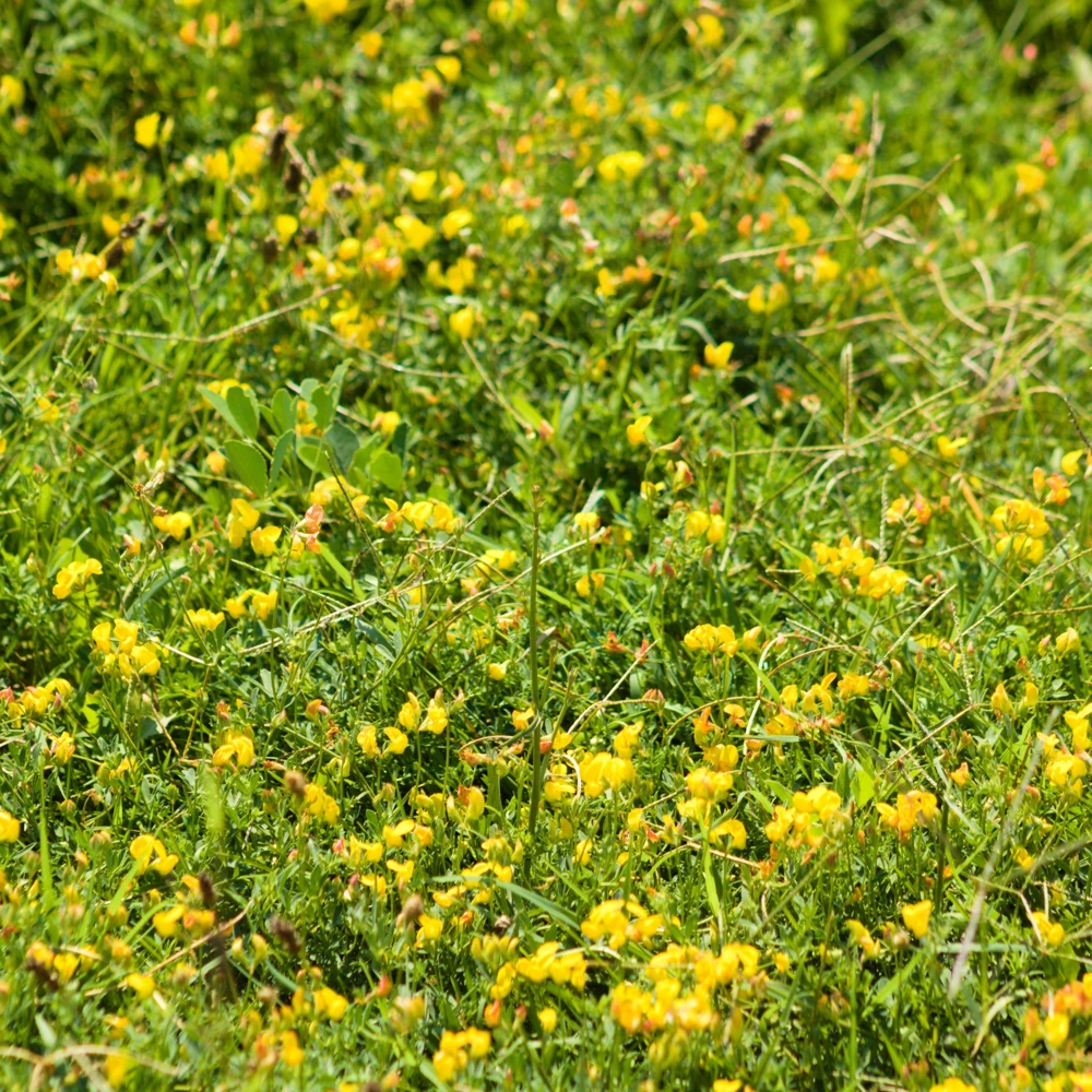 Yellow Bird's Foot Trefoil Seeds - Perennial Wildflower - 30 Seeds - Image 11