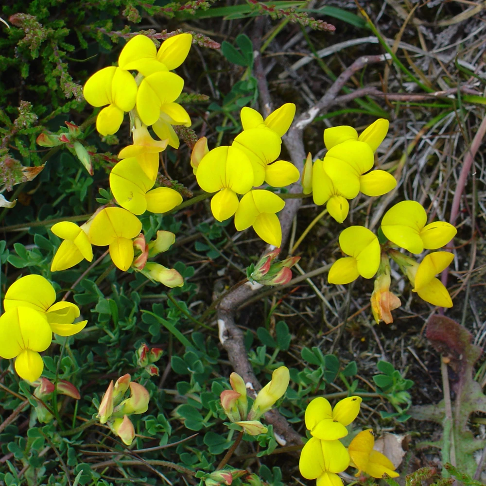 Yellow Bird's Foot Trefoil Seeds - Perennial Wildflower - 30 Seeds - Image 12
